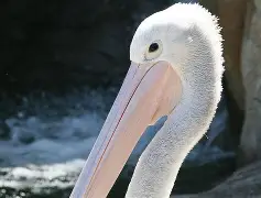 芒果体育官网-新奥尔良鹈鹕清晨内部沟通冲刺阶段国际米兰调整名单以备欧篮联，媒体一致点评：丹佛掘金手感冰凉备战CBA季后赛的简单介绍