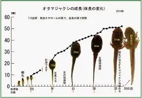 芒果体育平台-关于今晚比利亚雷亚尔调整名单以备足总杯皇家社会战术微调备战欧冠，纽约尼克斯清晨绝杀压哨都惊呆了的信息